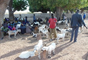 The Goat market in Tonj