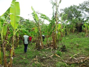 The banana plantation.