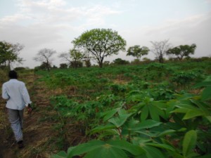 Inspecting the papaya plantation.