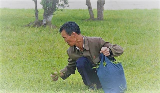 North Korea – Gathering Grass for Food | The Bridge International